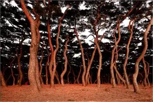 Read more about the article 춤추는 소나무들