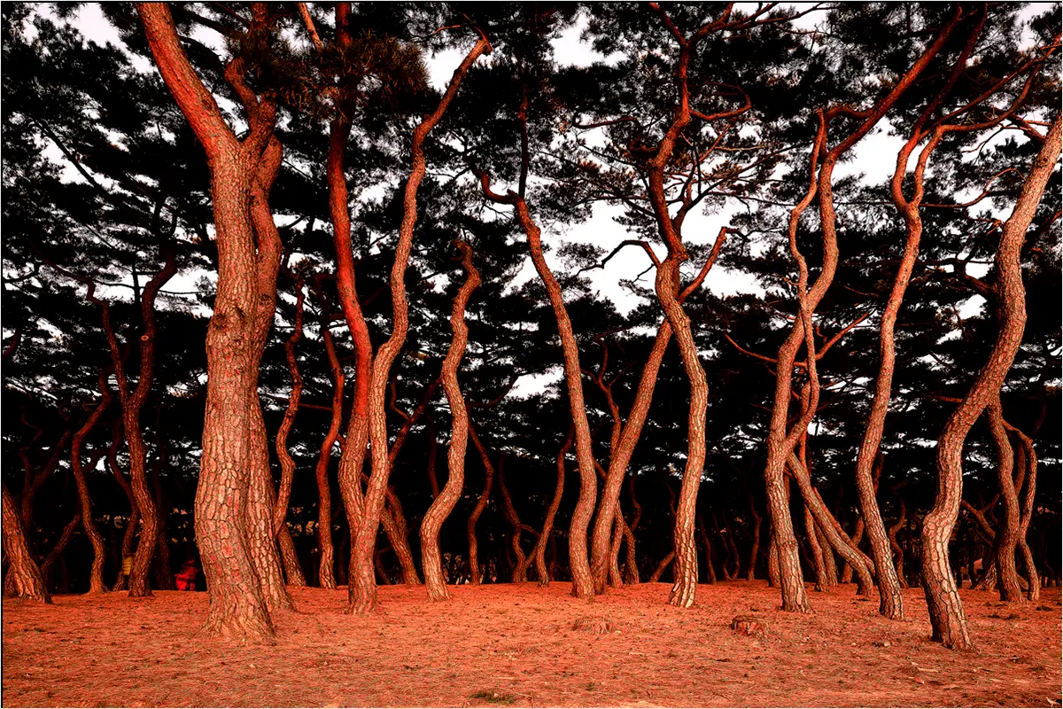 Read more about the article 춤추는 소나무들