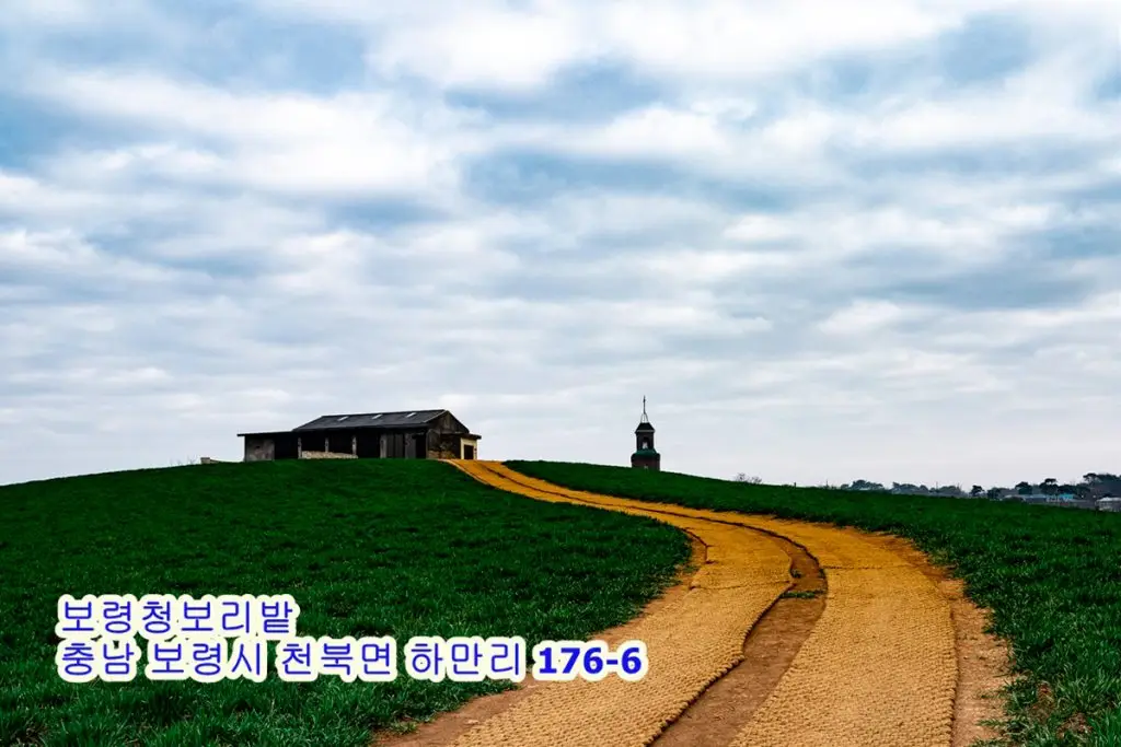 푸른 들판 위의 평온한 길
