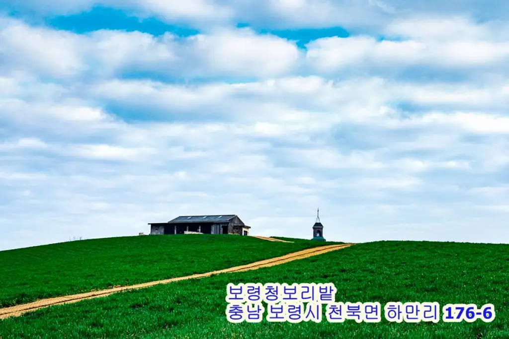 푸른 들판 위의 고요함