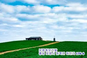 Read more about the article 푸른 들판 위의 고요함