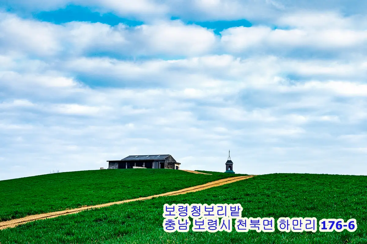 Read more about the article 푸른 들판 위의 고요함