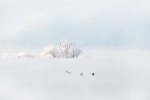 물안개의 속삭임