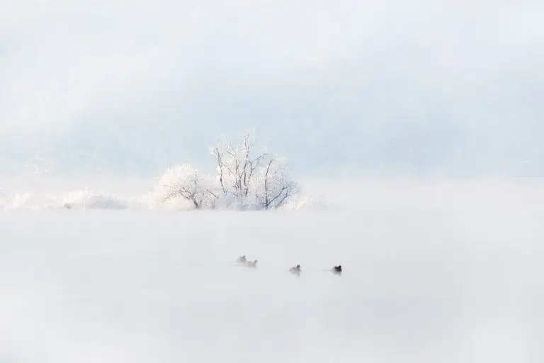 물안개의 속삭임